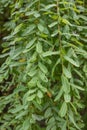 Waterfall willow Salix integra Pendula weeping branches